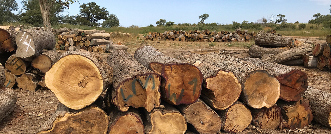 Westwood Dealing In Conflict Timber Across The Gambia And Senegal Trial International